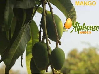 Hapus Mango Online