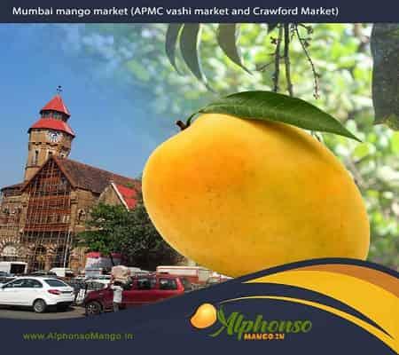 Mumbai Mango Market - AlphonsoMango.in