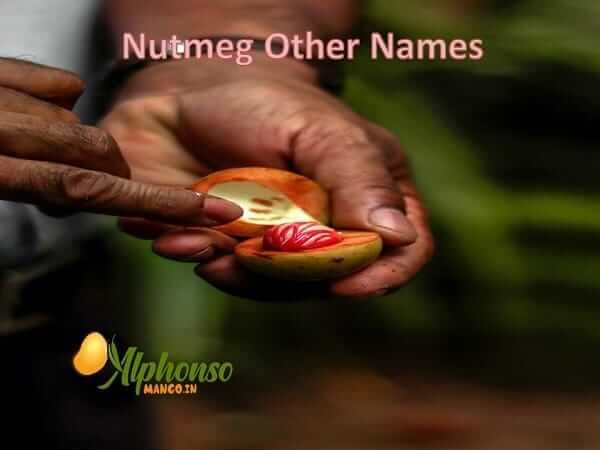 Nutmeg Other Names - AlphonsoMango.in