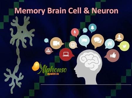 Nuts for Brain Power: Boost Memory & Focus - AlphonsoMango.in