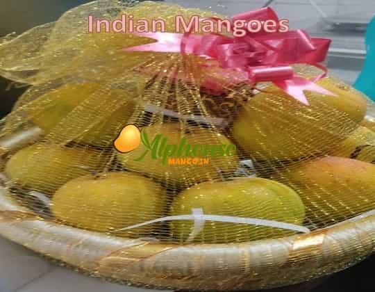 Buy Premium Indian Mangoes Online - AlphonsoMango.in