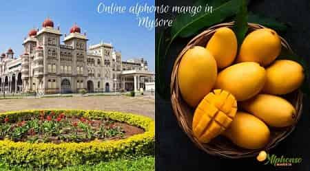 Online Alphonso Mango in Mysore - AlphonsoMango.in