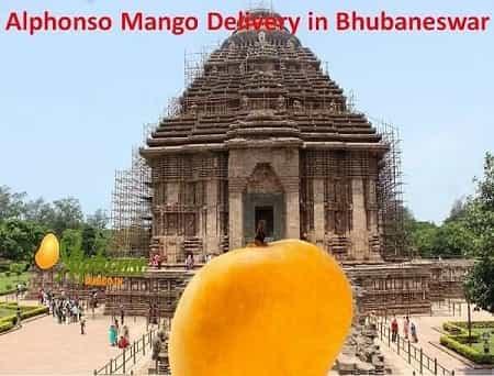 Online Mangoes Delivery In Bhubaneswar - AlphonsoMango.in
