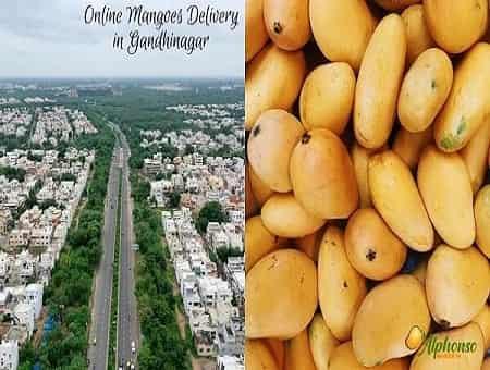 Online Mangoes Delivery In Gandhinagar - AlphonsoMango.in