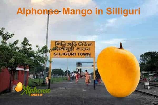 Alphonso Mango in Siliguri