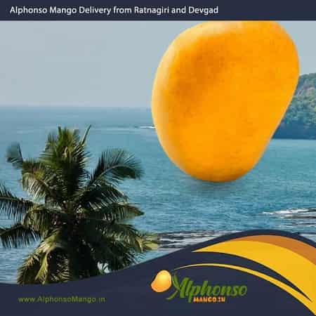 Alphonso Mango Delivery - AlphonsoMango.in