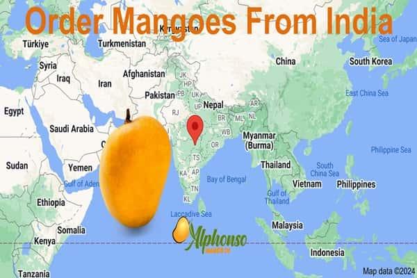 Order Mangoes from India