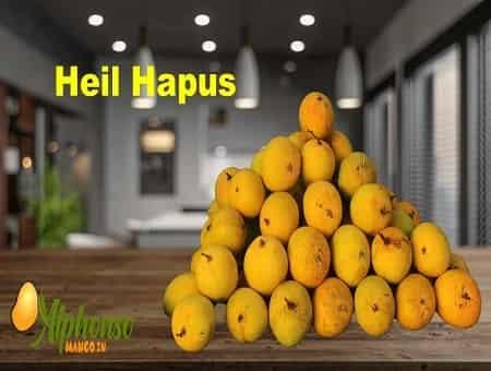 Origin of Hapus! - AlphonsoMango.in
