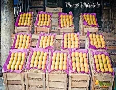 Premium Mango Wholesale Online - AlphonsoMango.in