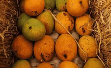Ratnagiri Alphonso Mango Online: Purchase Now - AlphonsoMango.in