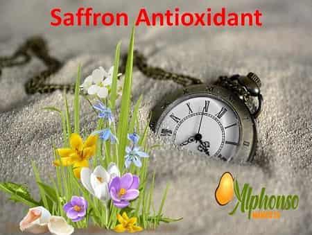 Saffron an Antioxidant that is powerful - AlphonsoMango.in