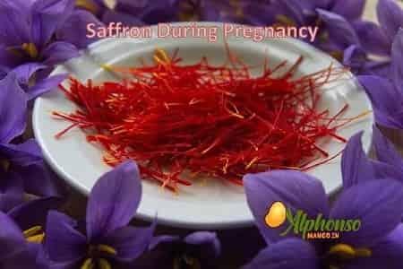 Saffron During Pregnancy - AlphonsoMango.in