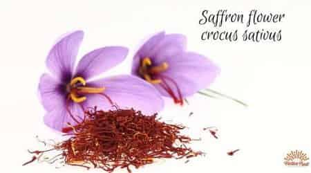Saffron Flower Crocus Sativus - AlphonsoMango.in