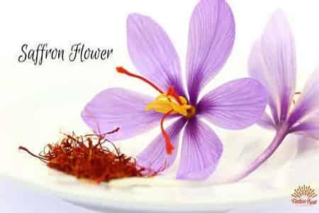 Saffron Flower source of Red Kashmiri Spice - AlphonsoMango.in