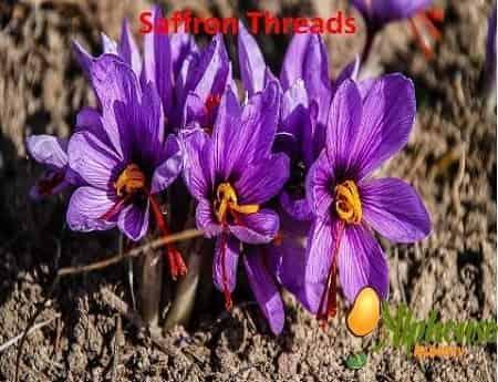 Saffron is from what flower - AlphonsoMango.in