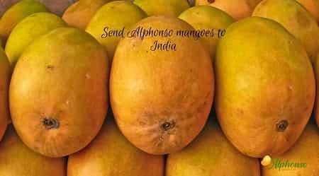 Send Alphonso Mangoes to India - AlphonsoMango.in