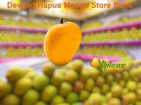 Devgad Hapus Mango Store Pune Maharashtra