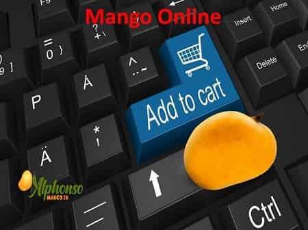 Mango Online - AlphonsoMango.in
