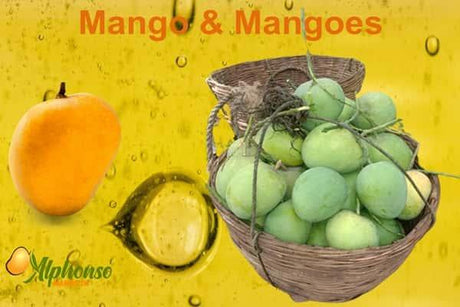 Sweet and Juicy: Mango Madness Unveiled - AlphonsoMango.in