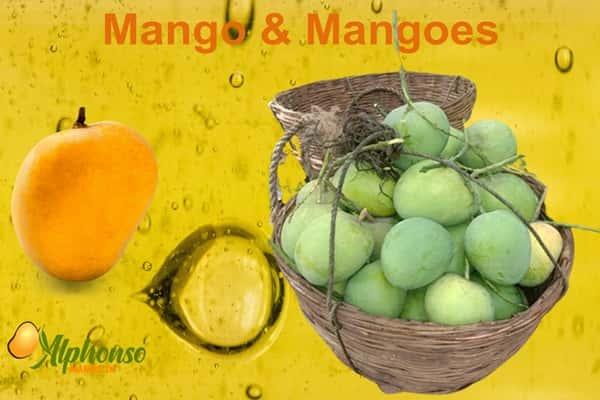 Mango Mangoes