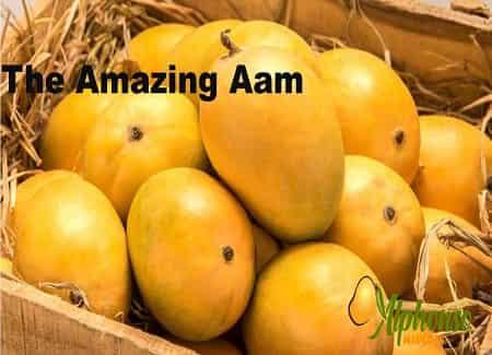 The Amazing Mango Aam! - AlphonsoMango.in