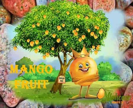 Amazing Tasty Delicious Mango Fruit - AlphonsoMango.in
