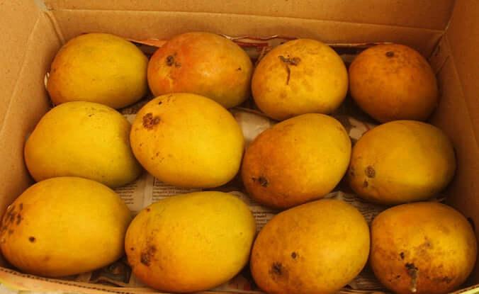 What if I Receive bad mango? - AlphonsoMango.in