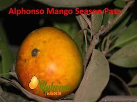 What is Season Pass for Alphonso Mango? - AlphonsoMango.in