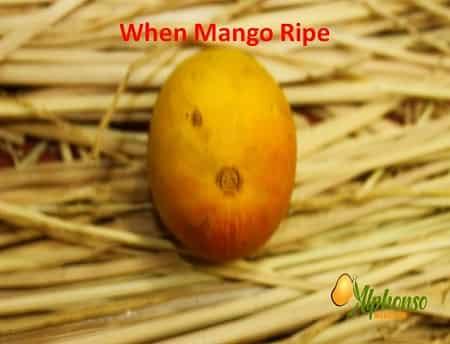 When Mango Ripe how to know - AlphonsoMango.in
