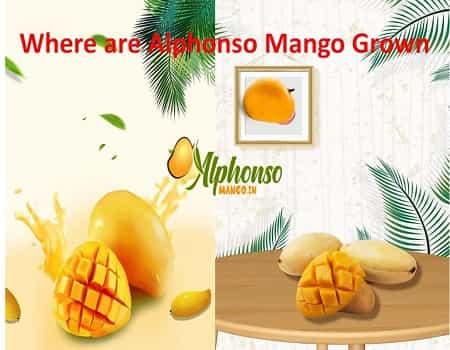 Where are alphonso mangoes grown - AlphonsoMango.in