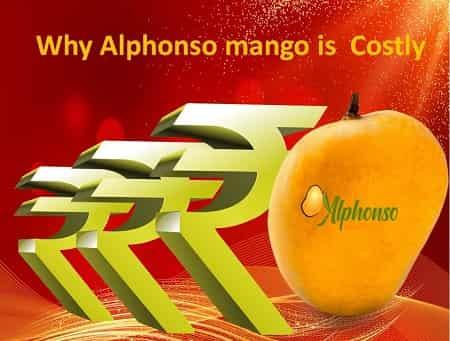 Why alphonso mango is costly - AlphonsoMango.in