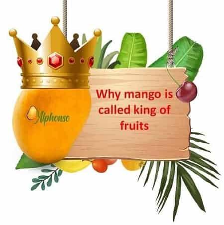 Why mango is called king of fruits - AlphonsoMango.in