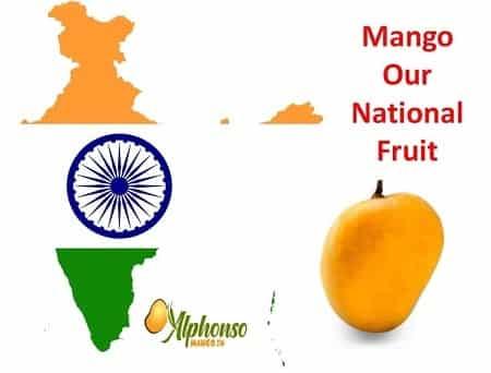 Why Mango is our National Fruit - AlphonsoMango.in