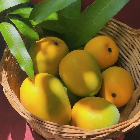 Alphonso Mango