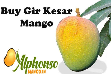 Buy Gir Kesar Mango Online - AlphonsoMango.in