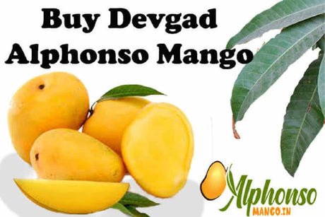 Devgad Alphonso Mango Buy Online - AlphonsoMango.in