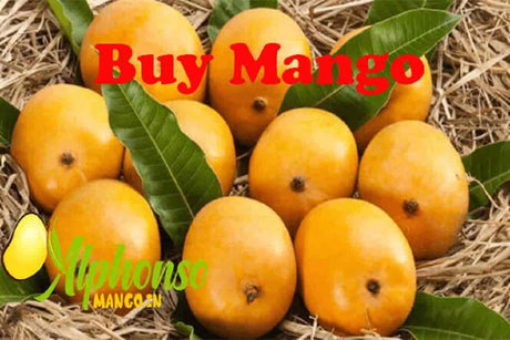 Premium Handpicked Mango Buy Online - AlphonsoMango.in