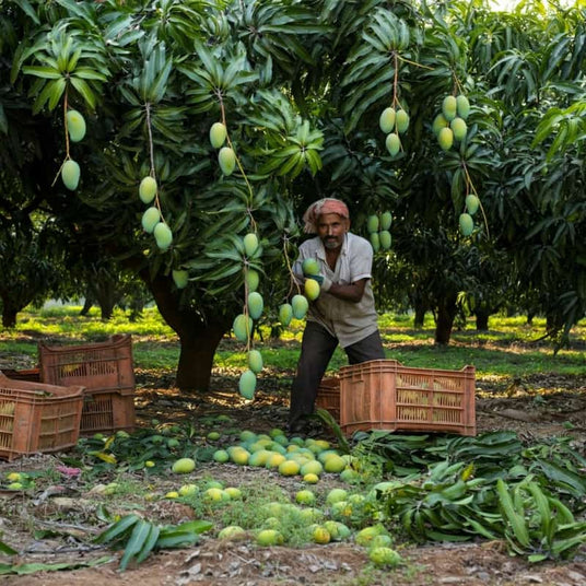 Alphonso Mango Prayagraj