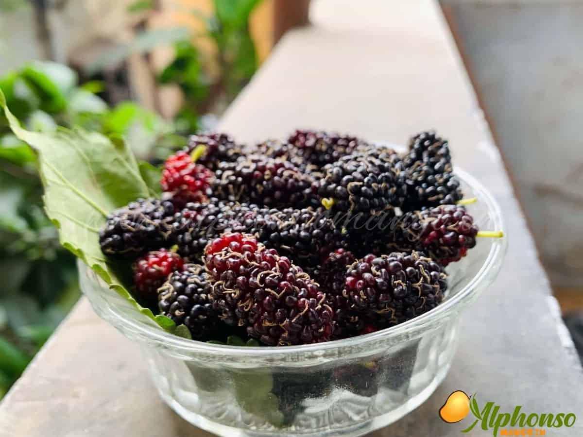 Mulberry | Mulberries - AlphonsoMango.in