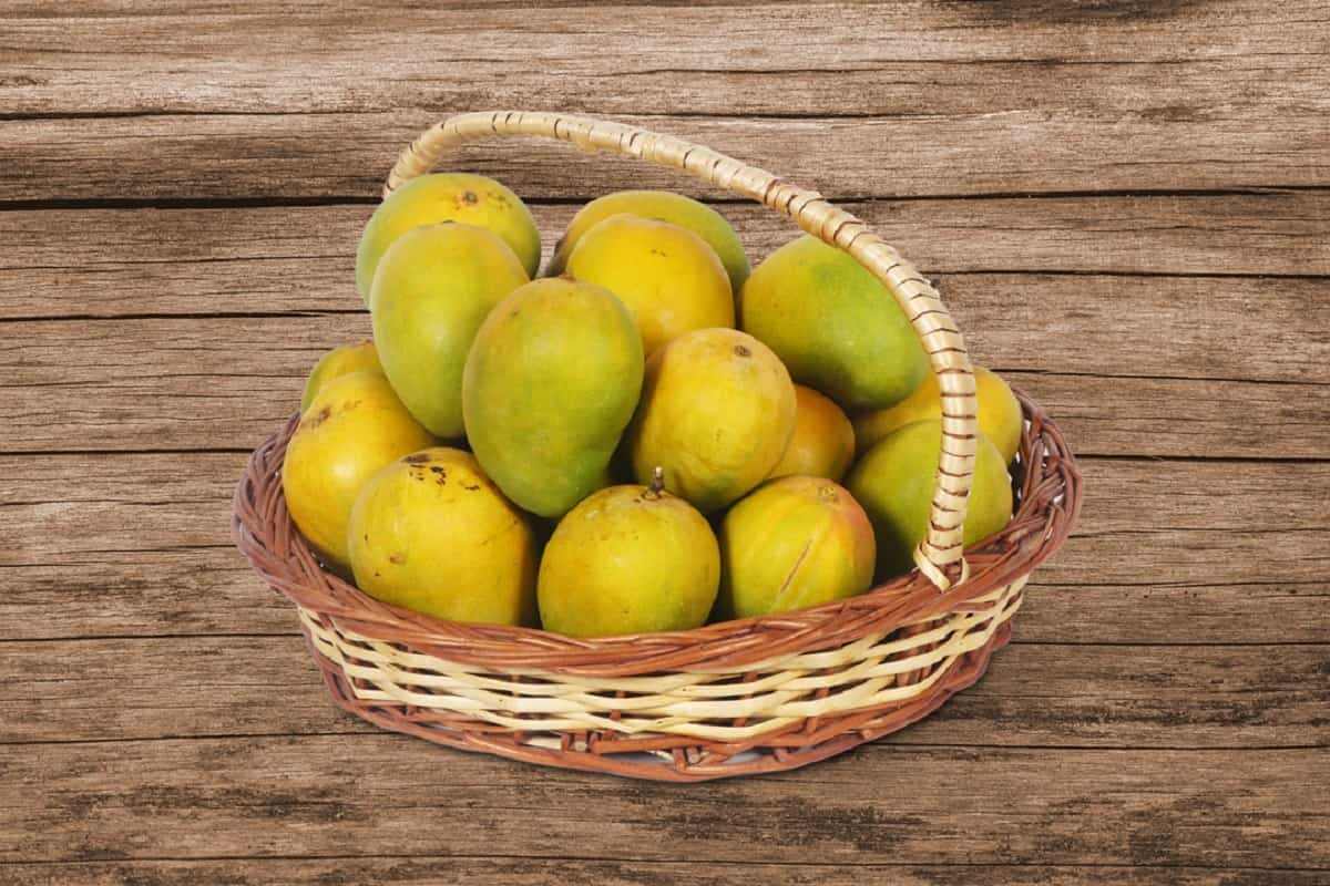 Devgad Alphonso Mango | Devgad Mango | Devgad Hapus - AlphonsoMango.in