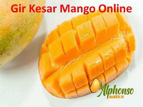 Gir Kesar Mangoes Online.... - AlphonsoMango.in