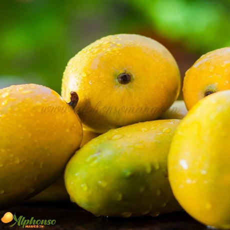 Kesar Mango