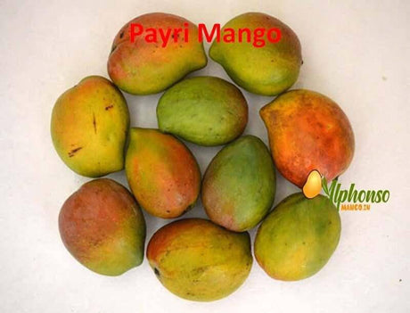 Pairi Mango - Payari Mango - AlphonsoMango.in