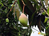 Totapuri Mangoes Online - AlphonsoMango.in