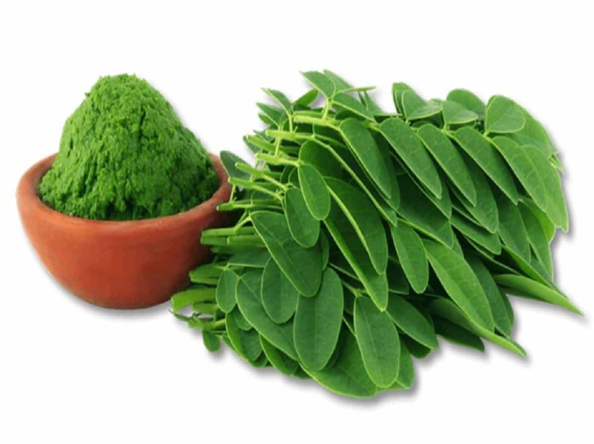 Shop Moringa Powder Online: Boost Your Health Naturally - AlphonsoMango.in