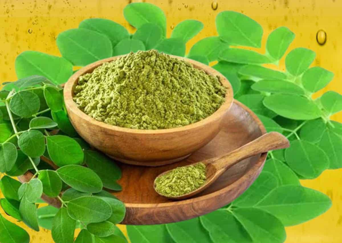 Shop Moringa Powder Online: Boost Your Health Naturally - AlphonsoMango.in