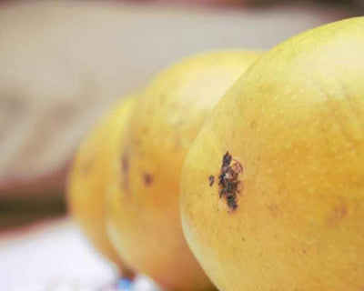 Buy Authentic Ratnagiri Alphonso Mango (GI Tagged Certified) Hapus Aam Ratnagiri Mango - AlphonsoMango.in