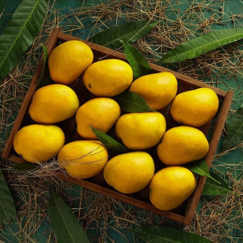 Buy Authentic Ratnagiri Alphonso Mango (GI Tagged Certified) Hapus Aam Ratnagiri Mango - AlphonsoMango.in
