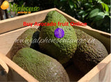 Buy Avocado Fruit | Online | Imported - AlphonsoMango.in