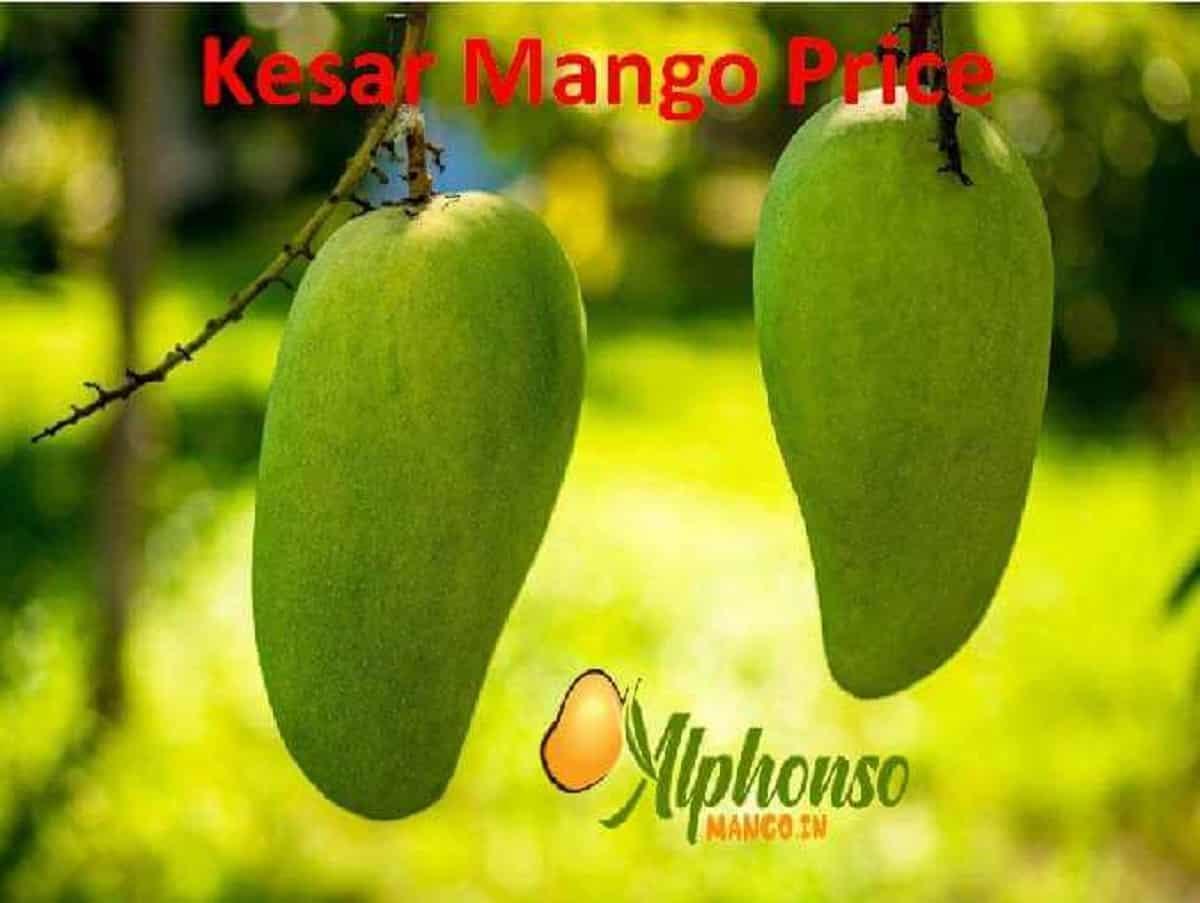 Buy Kesar Mango Online – Taste Gujarat's Saffron Gem - AlphonsoMango.in